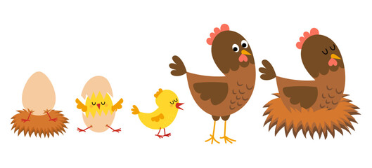 Hatching and growing process of chicken. Stages of chicken growth from egg to hen and adult mother bird.