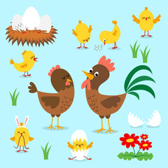 Chicken bundle of roosters, hens and chicks isolated on blue background.  Cute beautiful family of domestic fowl or poultry birds. Childish flat cartoon illustration. Chicken family in poultry.