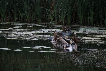 ducks in the lake