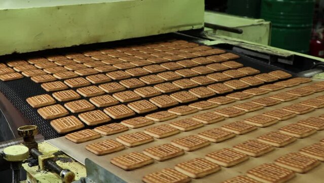 cookies on the conveyor of a confectionery factory
