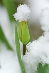 Eine geschlossene Tulpenbl&uuml;te und deren Bl&auml;tter sind im Fr&uuml;hling bedeckt von frischem Schnee