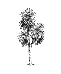 Fototapeta premium Yucca. Hand drawn black and white tropical tree. Vector illustration. Foliage design. Botanical element isolated on a white background.