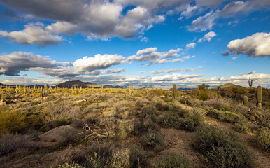 Panoramic Desert Landscape With Big Sky,  Saguaro Cactus,  & Mountains