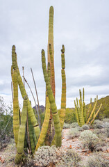 The Cactus of Organ Pipe Cactus National Monument