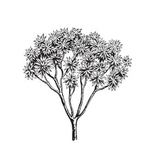 Fototapeta premium Hand drawn black and white tropical tree. Vector illustration. Foliage design. Botanical element isolated on a white background.