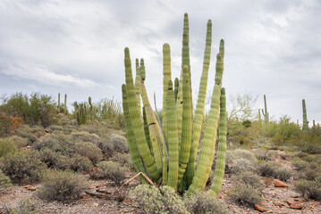 Cloudy Pipe at Organ Pipe Cactus National Monument