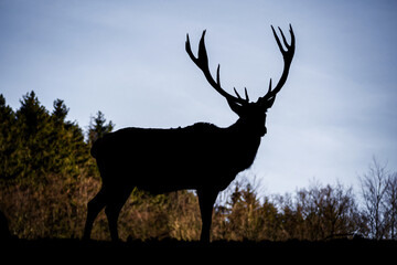 Silhouette of a majestic deer