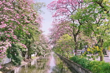 Fototapeta premium Pink Trumpet (Tabebuia Rosea) flowers in full bloom on blue sky Bangkok, Thailand