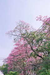 Pink Trumpet (Tabebuia Rosea) flowers in full bloom on blue sky Bangkok, Thailand
