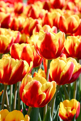 red and yellow tulips