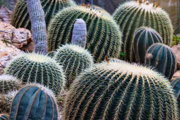 Beautiful cactus  in the garden.