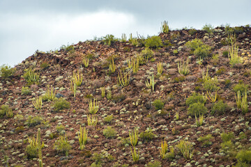 Cactus Filled Landscape of Organ Pipe Cactus National Monument