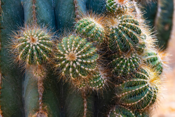Beautiful cactus  in the garden.