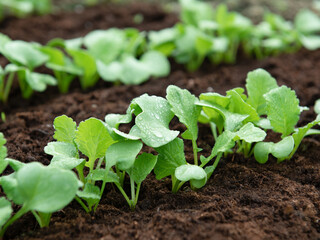 Young shoots of radish growing from the ground in rows. Selective focus. Vegetarianism. Vegetables in the greenhouse.