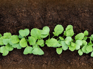 Young radish shoots growing out of the ground. Selective focus. Vegetables in the greenhouse.
