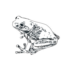 Naklejka premium black and white sketch of a frog with transparent background