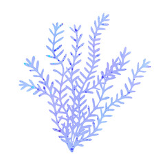 Algae or seaweed. Botanical Illustration. Underwater flora, sea plants. Concept of sea and ocean life. Watercolor vector illustration