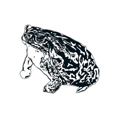 black and white sketch of a frog with transparent background