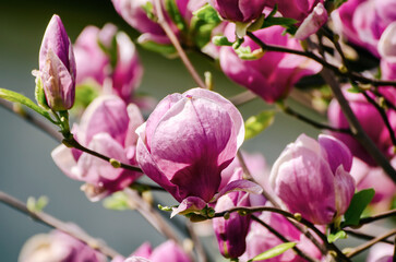 Magnolia spring flowers