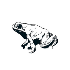 black and white sketch of a frog with transparent background