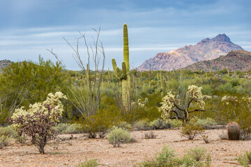 Cactus Filled Landscape of Organ Pipe Cactus National Monument