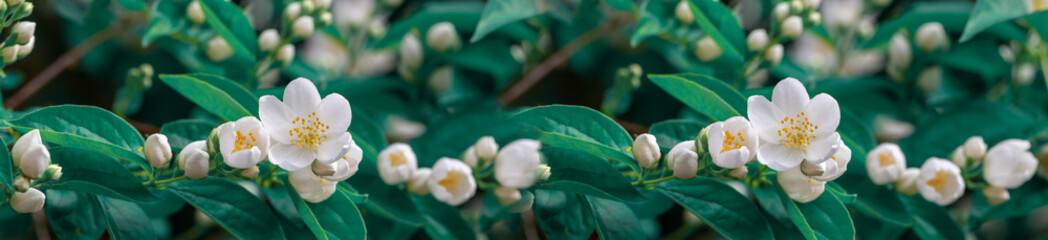 Panorama of white jasmine flowers on a background of green leaves.