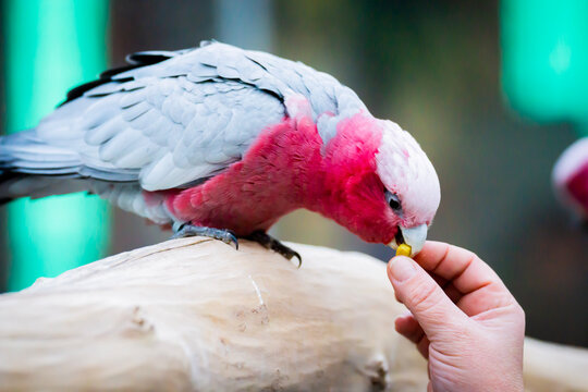 parrot in hand