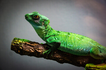 chameleon on a branch