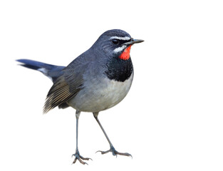 grey bird with black breast and velvet red chin isolated on white background, chinese rubythroat