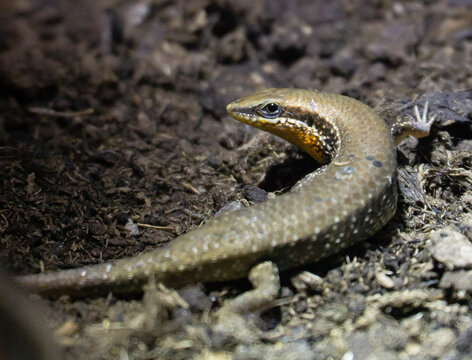 lizard on the ground