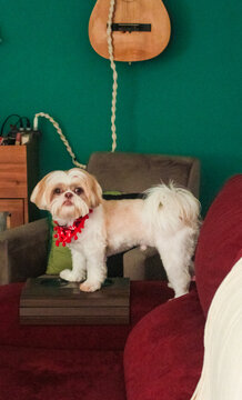 Shih tzu