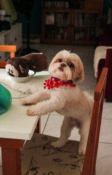 Shih tzu