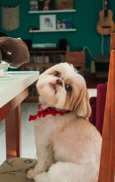 Shih tzu