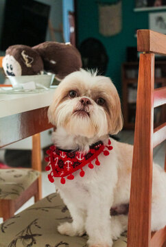 Shih tzu