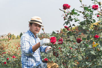 an Asian farmer is pruning a rose that has already bloomed in a rose garden. to people and flower...