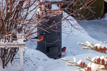 A family of bullfinches sits near the feeder