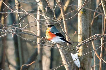 The bullfinch sits on a tree branch in the forest. Bullfinch in the wild