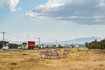 Fototapeta premium Main road in Kenya full of cars and trucks with a herd of zebras standing just next to it
