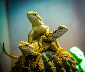 green lizard on a branch