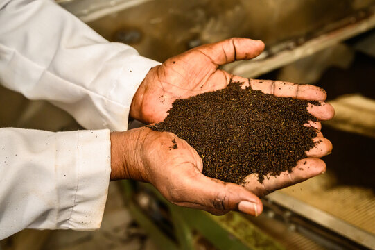 Black tea in the hands of a factory worker in Kenya