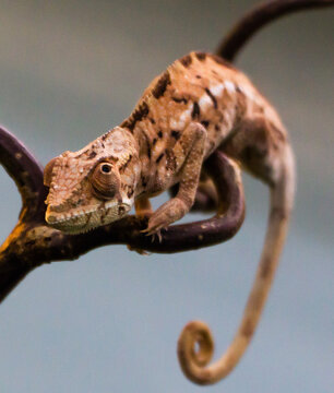 lizard on a branch