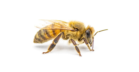 western honey bee or European honey bee - Apis mellifera - closeup side profile view isolated on...