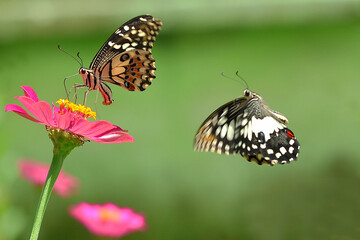butterfly on a flower