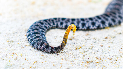 Dusky Pigmy or Pygmy Rattlesnake - Sisturus miliarius barbouri, close up View of the tail and tiny...