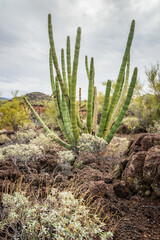 Cactus Filled Landscape of Organ Pipe Cactus National Monument