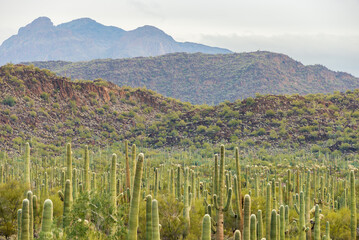 Cactus Filled Landscape of Organ Pipe Cactus National Monument