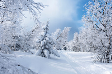 Snowy tree branches against the blue sky after a heavy snowfall in the Ural mountains