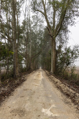 Vertical image of dirt road with overhanging trees
