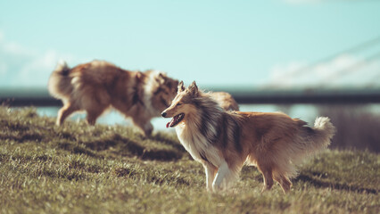 Zwei sable Collies britisch outdoor spielend mit blauem Himmel