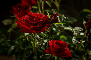 Fototapete bei efototapeten.de bestellen   